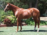 Inglis Prem 2 sale Lot 649 Dawn Approach x Anais colt