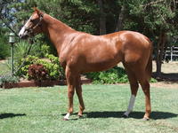 Inglis prem 2 sale Lot 595 Squamosa x Sandon's Dolly filly