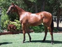 Inglis Prem 2 sale Lot 769 Reward for Effort x Our Girl Charlize filly