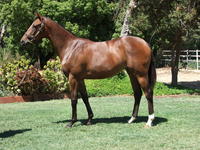 INGLIS PREM 2019 - Lot 597 REWARD FOR EFFORT X EL CHICKIE FILLY