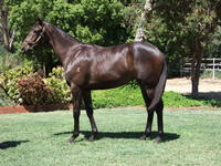 INGLIS PREM 2019 - Lot 626 UNENCUMBERED X GOTITALLWRONG FILLY