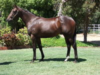 INGLIS PREM 2019 - Lot 692 TRUST IN A GUST X MONTANA HILTON FILLY