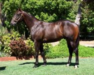 INGLIS PREM 2019 - Lot 446 BRAZEN BEAU X SHEEZACOMMANDER COLT
