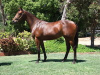 INGLIS PREM 2019 - Lot 136 EPAULETTE X DE STARSANDCIRCLES FILLY