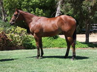 INGLIS PREM 2019 - Lot 509 SMART MISSILE X TRUMPED UP CHARGES FILLY