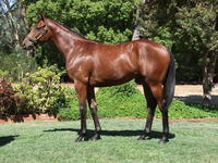 INGLIS PREM 2019 - Lot 522 TURFFONTEIN X WALVIS BAY (nz) COLT