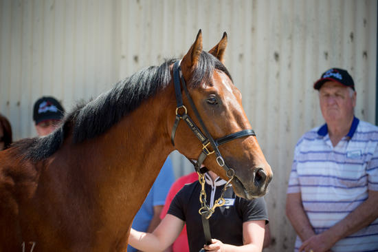 Squamosa X Iconic Princess 2014 Colt