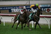 Abyssinian purrs home on debut