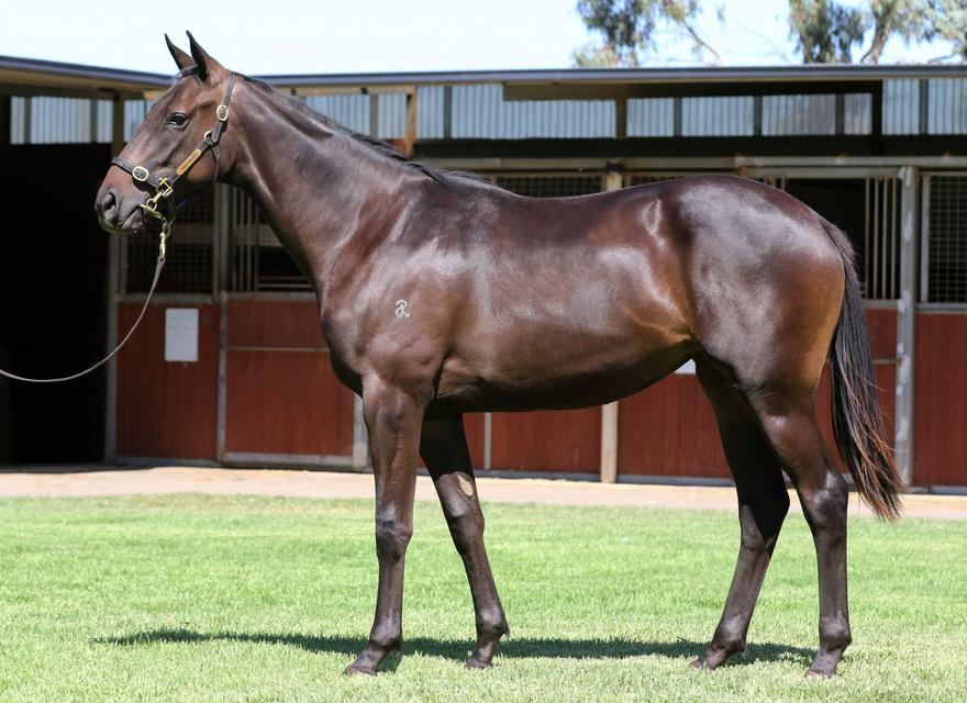 Outstanding Dissident yearling for sale