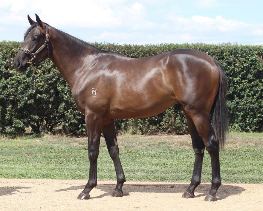 Sensational Shocking colt for sale