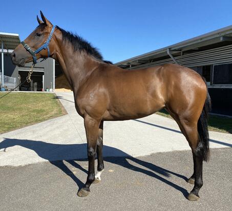 Mongolian Khan X Ysabella Brave