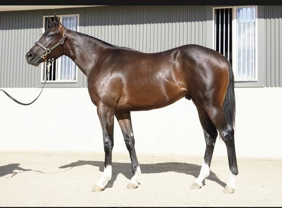 Toronado Colt
