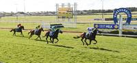 GOLD SPUR MAKES A COME BACK