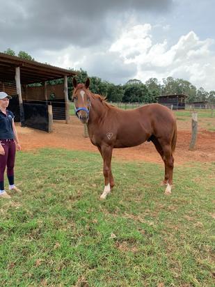Zoustar Queen Of The Falls Colt