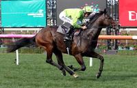 Wingrove Park's son Royal Symphony to stand at Stud