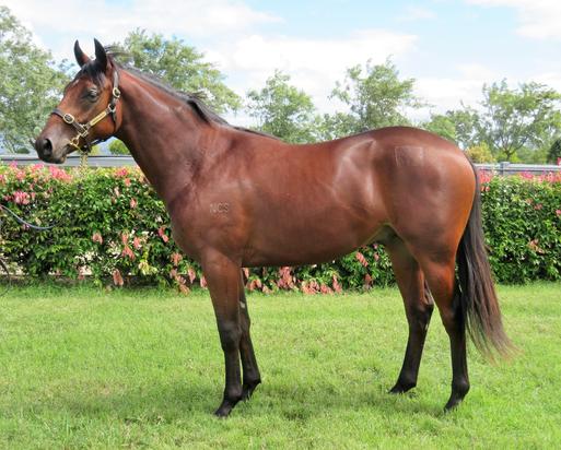 Unnamed Colt