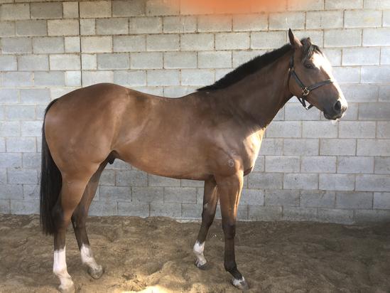 Bullet Train X Faille