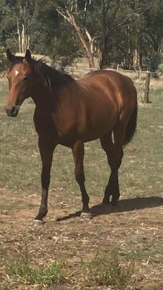 Love Conquers All Colt