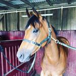 Double For Northkape