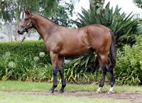 Odds-On win for Capannello