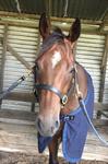 Dominant Maiden Win for I Got Shivers