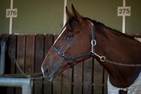 Deserved win for Guilty As Sin