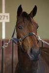 Dogmatic Salutes At Big Odds