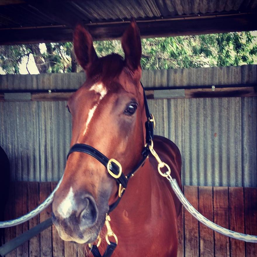 Welcome to the website of Griffiths Racing | Griffiths Racing