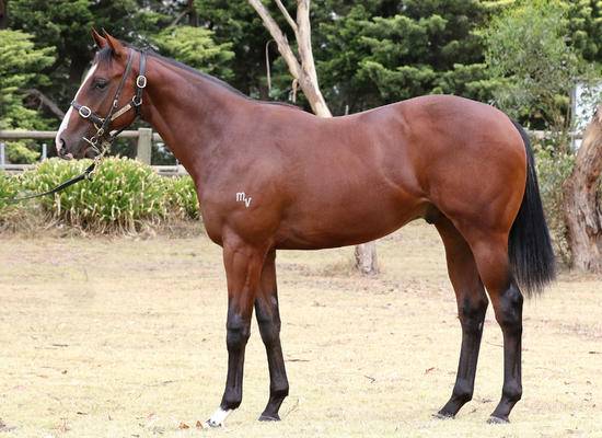 Written Tycoon X My Donnatella