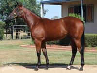 Hat-Trick For Toorak Warrior