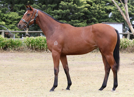Canford Cliffs X Prospect Royale Filly