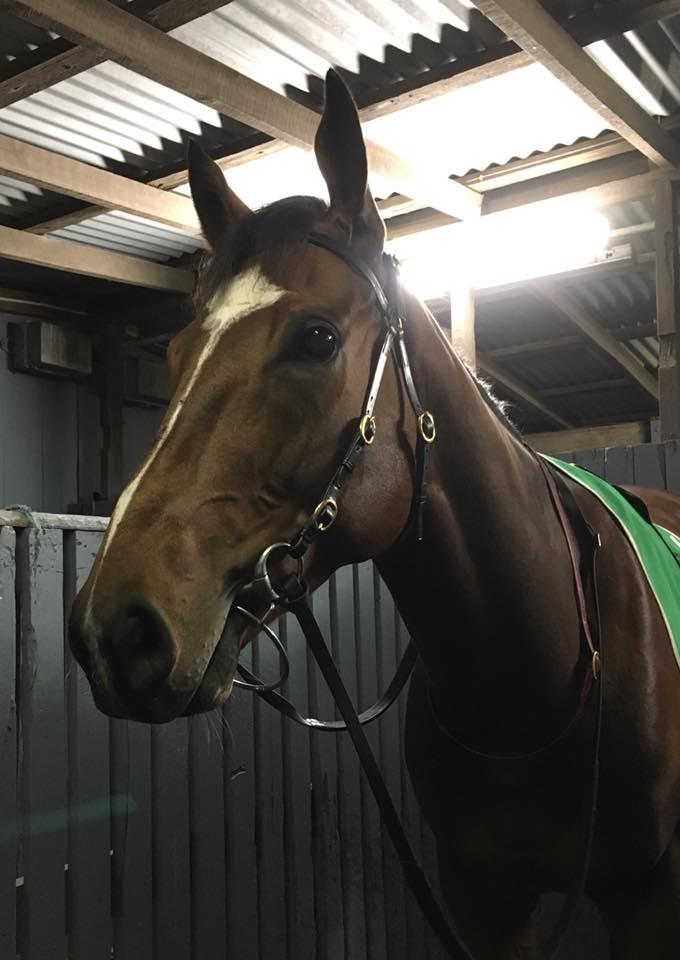 Versatile Riverdance Lad Salutes