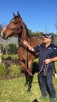 Stable Favourite Retires