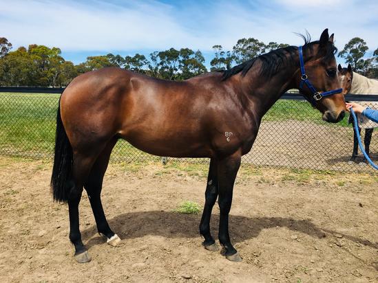 Zoustar X Morwell Colt