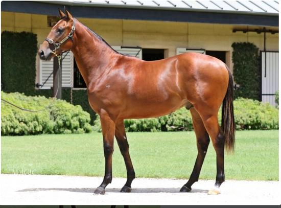 Wandjina X Miss Keepsake Colt