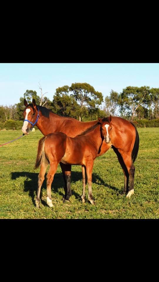 Halvorsen Heads To Town