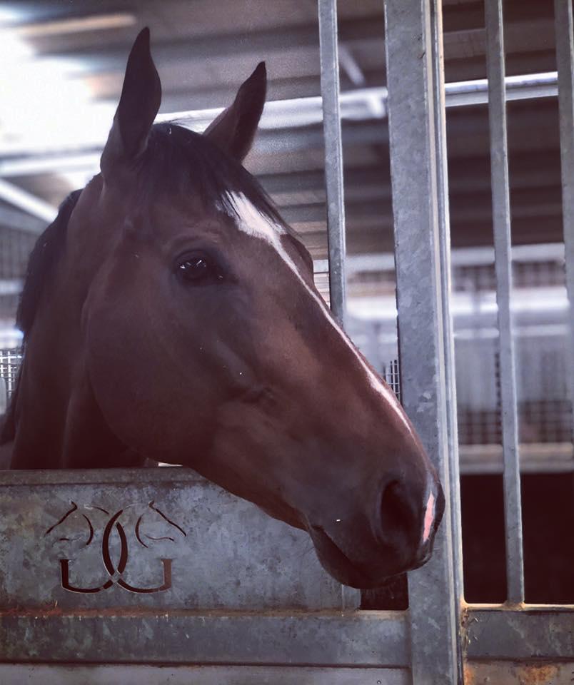 Cranbourne Trainers Excel