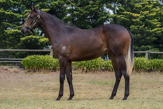 Vancouver X Classic Music Filly