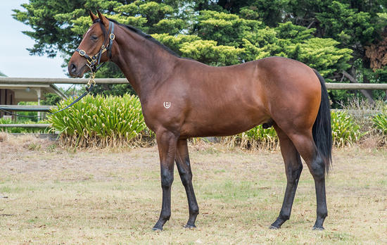 Reset X Rememba Howe Colt