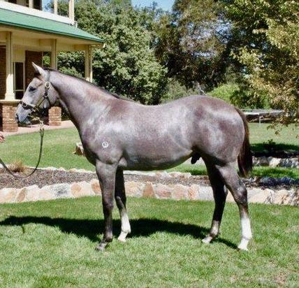 Dawn Approach X Distant Dreams Colt