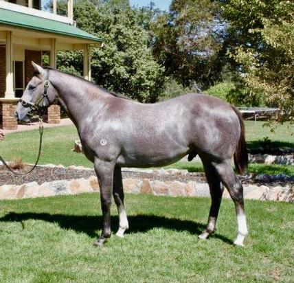 Dawn Approach X Distant Dreams Colt