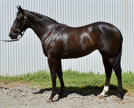 Magnus X Gail Filly