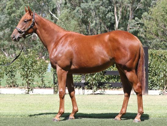 All Too Hard X Exsqueeze Me Filly