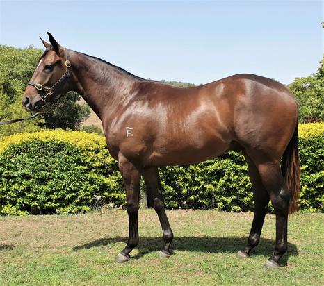 Wandjina X Freshness Colt