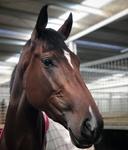 Invincible At Debut