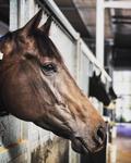 Breakthrough for Miss Matriarch