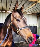 Wycheproof breakthrough for Star Of Moshe