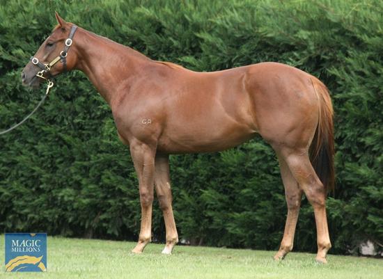 Starcraft X Spring Spirit Filly