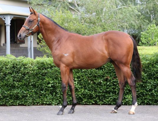 Cable Bay X Crown Of Caitlin