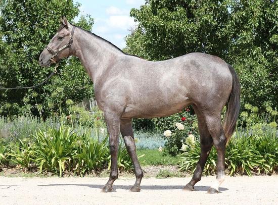 Trust In A Gust X Magic Pulse Filly